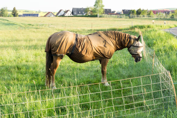 Sweet itch - Full body fly protection