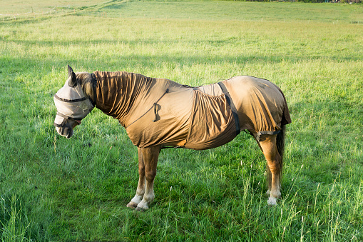 Sweet itch - Full body fly protection, including a mask, for the sensitive horse