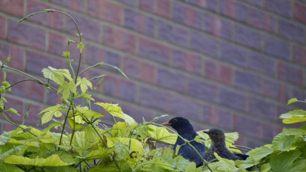 istock Black Bird and Juvenile Black Bird 801417614