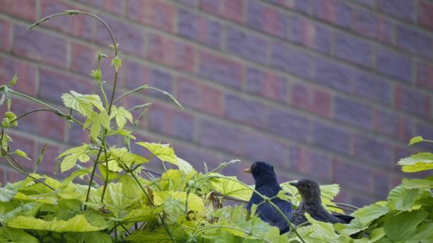 istock Black Bird and Juvenile Black Bird 801417622