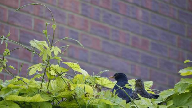 istock Black Bird and Juvenile Black Bird 801417634