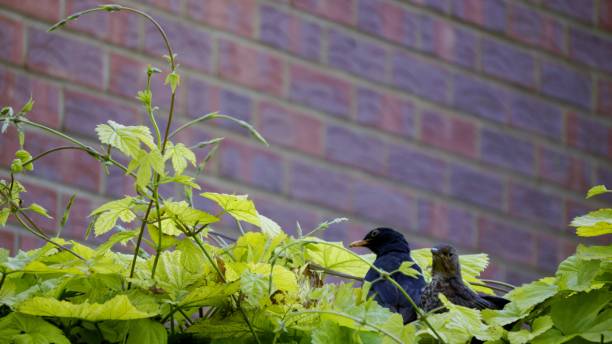 istock Black Bird and Juvenile Black Bird 801417640