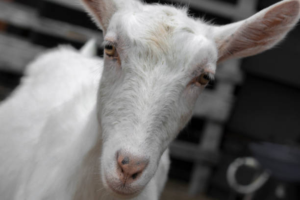 istock Close-Up Portrait of a Goat 801428088