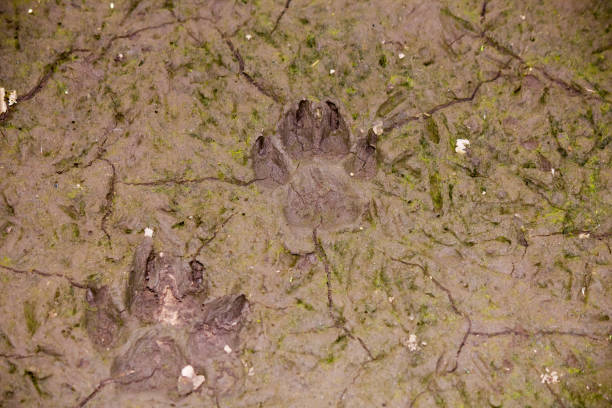 pista per cani sul fango - paw print animal track dirt track foto e immagini stock