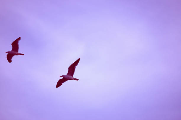 istock seagull birds flying over at sunset 801439636