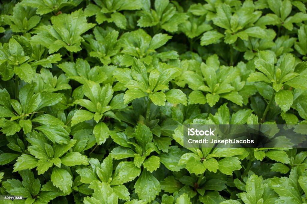 Groene Pachysandra planten na regen - Royalty-free Pachysandra Stockfoto