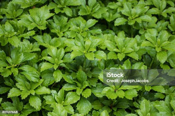 Groene Pachysandra Planten Na Regen Stockfoto en meer beelden van Pachysandra - Pachysandra, Aangelegd, Achtergrond - Thema