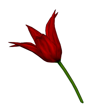 Illustration of bright red tulip flower isolated on white background in the style of oil painting