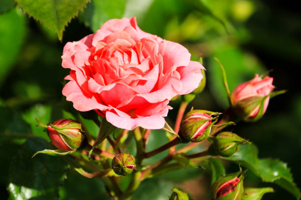 istock Rose in Summer season 801444518