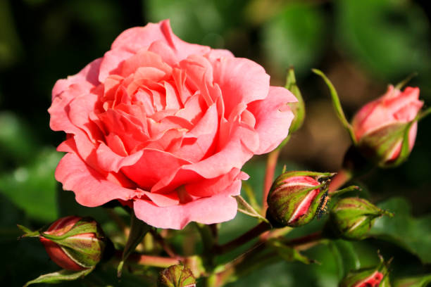 istock Rose in Summer season 801446834