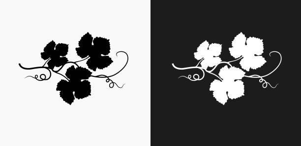 Grape Leafs Icon on Black and White Vector Backgrounds Grape Leafs Icon on Black and White Vector Backgrounds. This vector illustration includes two variations of the icon one in black on a light background on the left and another version in white on a dark background positioned on the right. The vector icon is simple yet elegant and can be used in a variety of ways including website or mobile application icon. This royalty free image is 100% vector based and all design elements can be scaled to any size. vine plant illustrations stock illustrations