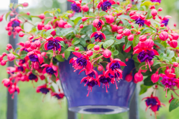 closeup of Fuchsia, hanging flower in purple pot. closeup of Fuchsia, hanging flower in purple pot. fuchsia stock pictures, royalty-free photos & images