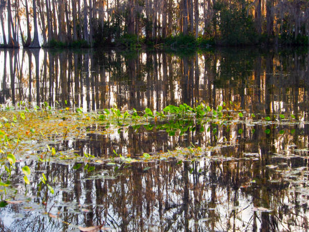 istock Reflections of a mangrove forest and water plants 801459844
