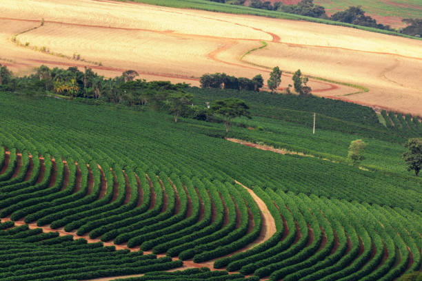 Coffee plantation farm in the mountains landscape Coffee plantation farm in the mountains landscape crescimento stock pictures, royalty-free photos & images