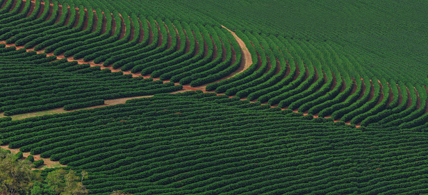 Finca de plantación de café en el paisaje de las montañas photo