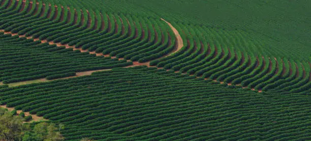 Coffee plantation farm in the mountains landscape