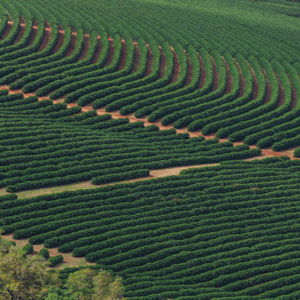 Coffee plantation farm in the mountains landscape Coffee plantation farm in the mountains landscape crescimento stock pictures, royalty-free photos & images