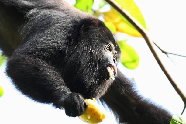 Guatemalan black howler or Yucatan black howler Monkey eating a fresh Cashew Fruit. In the Jungle of Belize