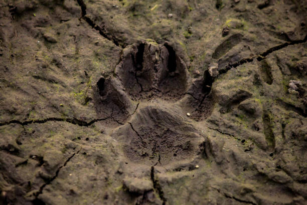 pista per cani sul fango - paw print animal track dirt track foto e immagini stock