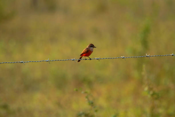istock Vermilion flycatcher on a fence 801473684