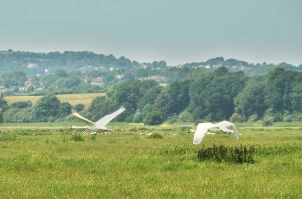 cisnes en vuelo - winchelsea fotografías e imágenes de stock