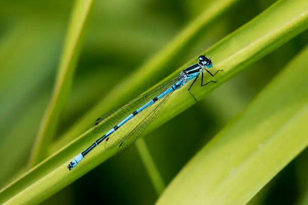A Beautiful Azure Blue Damsel Fly on a Reed stalk