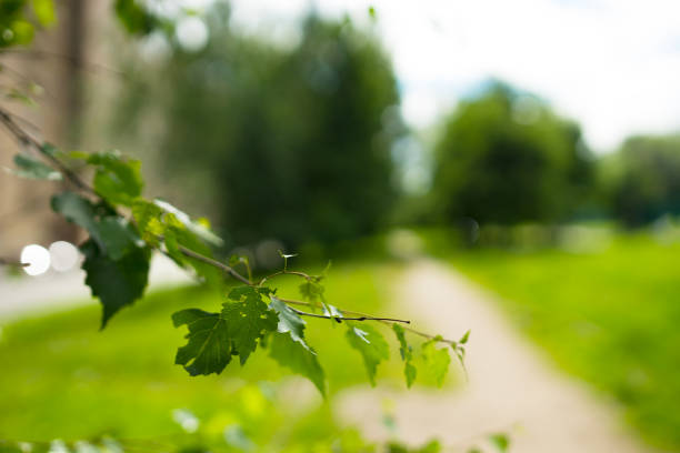 istock Summer tree branch in park city background 801481250