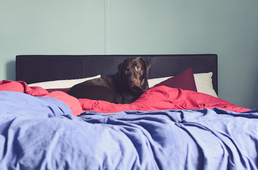 chocolate labrador in bed covered in red and blue duvets