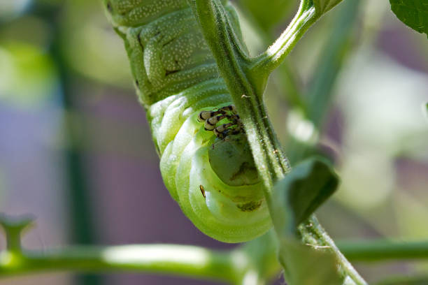 istock Tobacco Hornworm Eating Tomato Plant 801494880