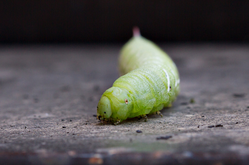 Extreme closeup of tobacco hornworm.