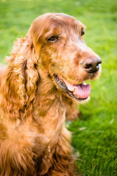 istock Purebred Irish Setter Dog Canine Pet Sitting 801499588
