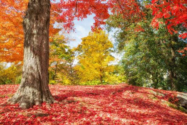 istock Colorful autumn trees at a park in New England 801561804