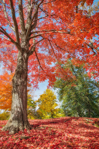 istock Colorful autumn trees at a park in New England 801561908