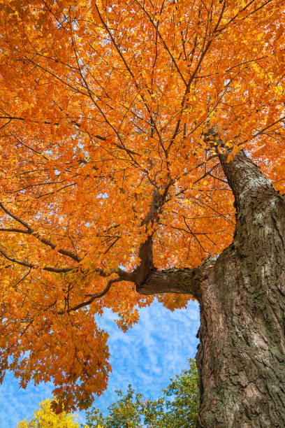 istock Upward view of an autumn maple tree 801564062