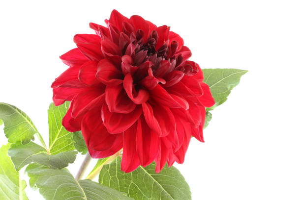 istock Big claret red dahlia isolated on white background 801566558