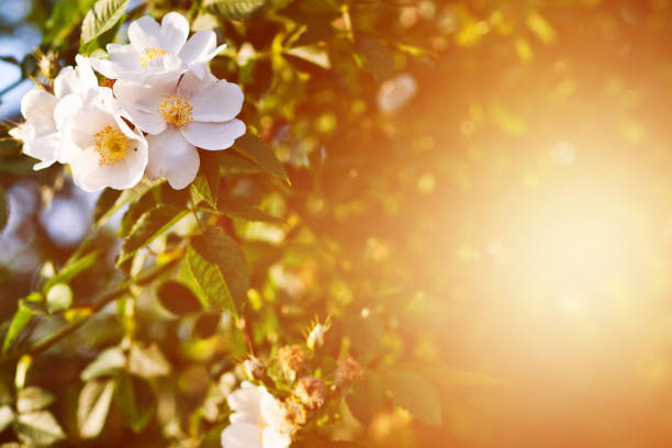 istock A flower on a bush of a wild rose 801571680