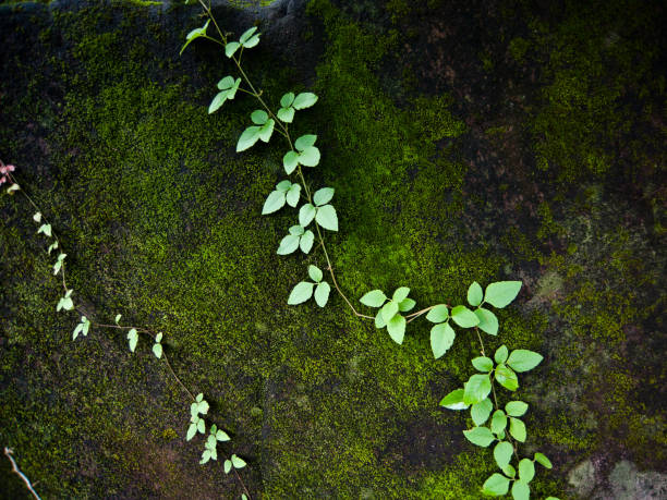 istock Beautiful Green Moss In The Forest, Background 801578154