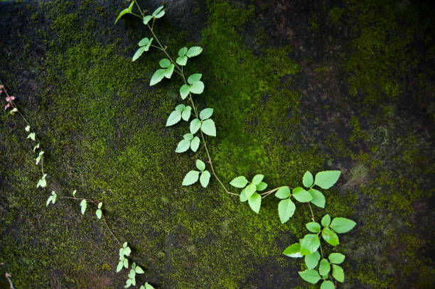 istock Beautiful Green Moss In The Forest, Background 801578172
