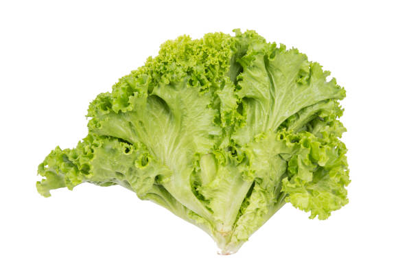 신선한 상추가 - china fat close up vegetable 뉴스 사진 이미지