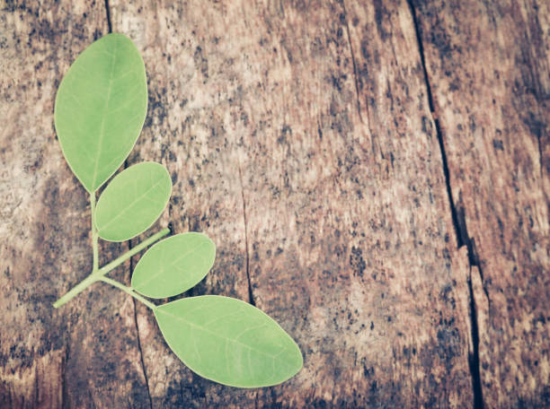 edible moringa leaves - saana imagens e fotografias de stock