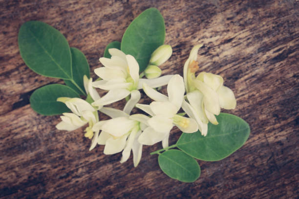 medicinal moringa flower with green leaves - saana imagens e fotografias de stock