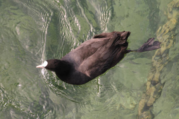 A coot swimming in crystal clear water in Lake Geneva
