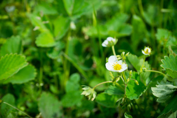 istock Strawberry plant in the garden 801611232