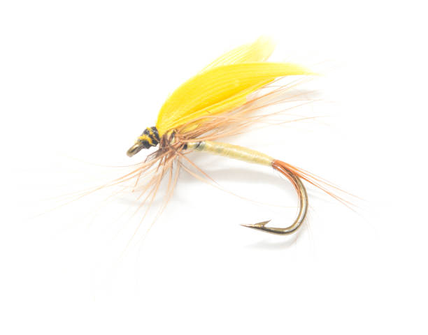 istock fly for fishing on white background 801617540