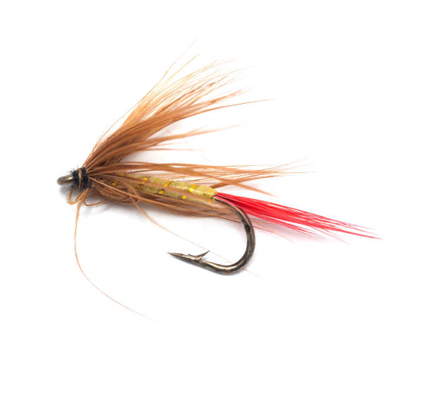 istock fly for fishing on white background 801617614