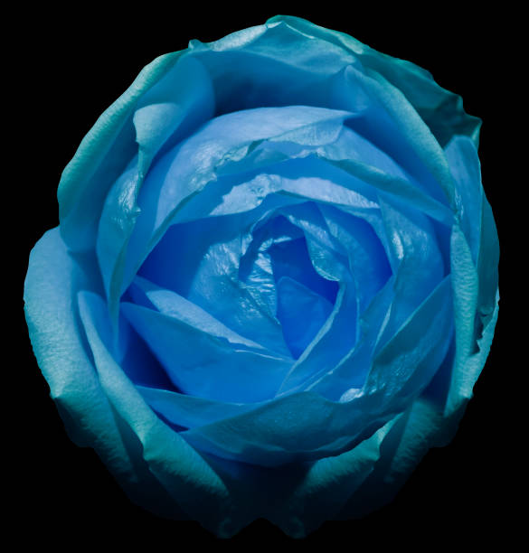 istock Blue Rose  on the black isolated background with clipping path. Closeup.  No shadows. View from above. Nature. 801624046