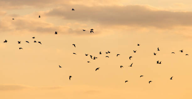 istock a flock of birds at dawn, the sun 801632456