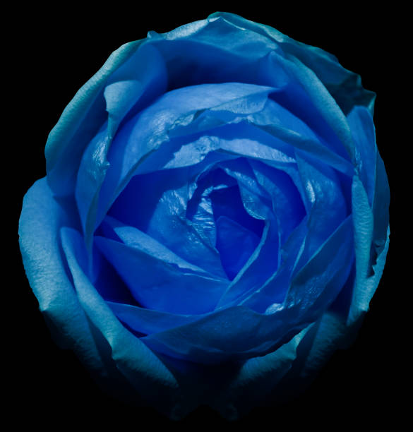 istock Blue Rose  on the black isolated background with clipping path. Closeup.  No shadows. View from above. Nature. 801632600