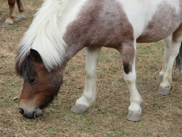 istock Pony for recreational riding 801634966
