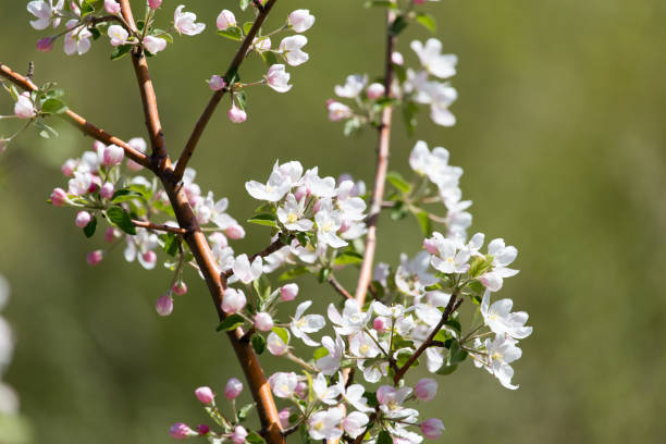 istock Beautiful flowers on the tree in nature 801637350